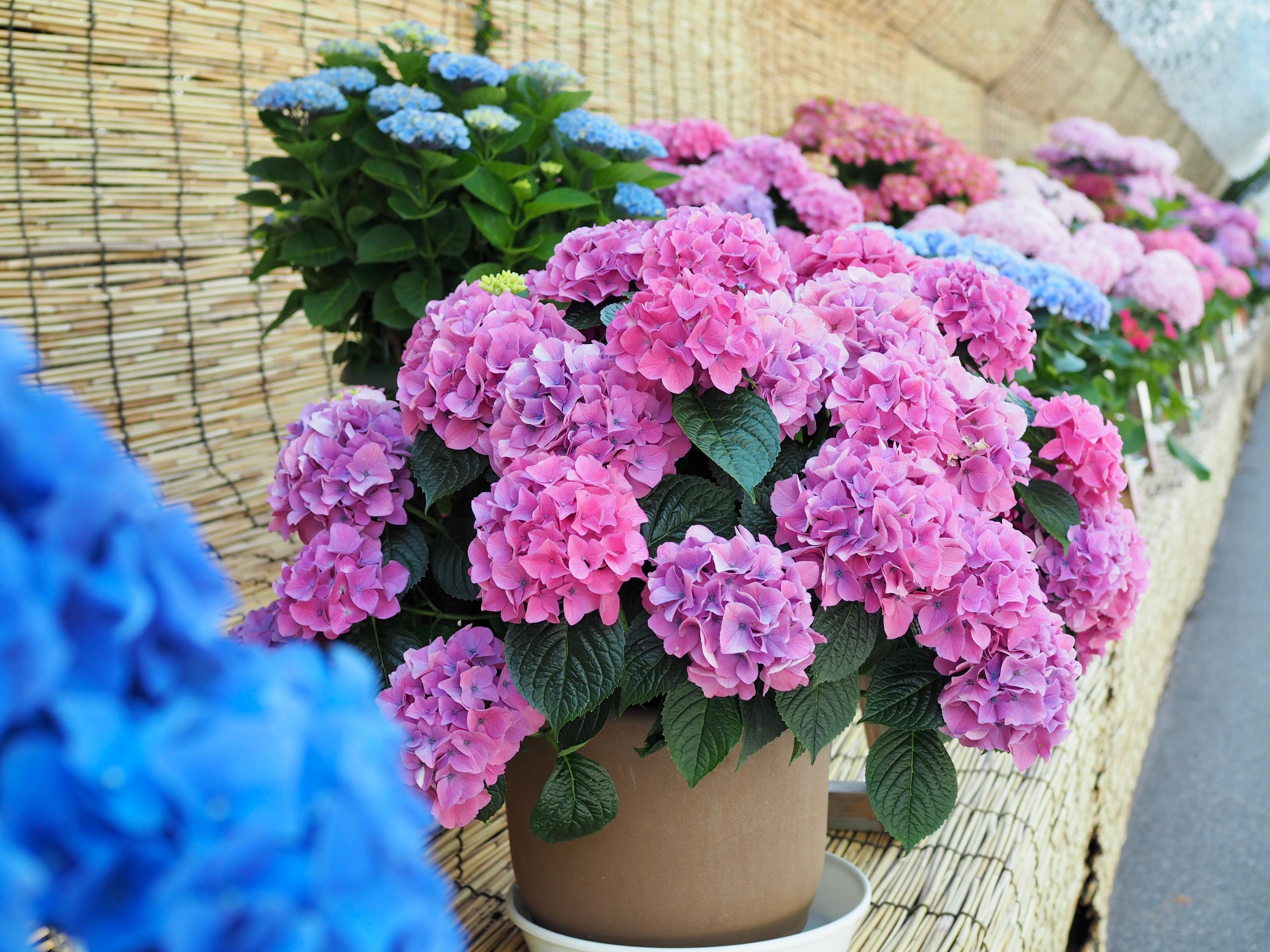 Conseils et astuces sur comment tailler et entretenir un hortensia — free download